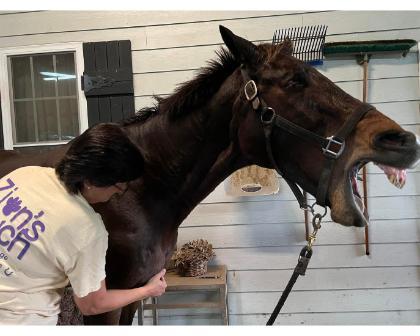 A woman in a Zion's Touch T-shirt is massaging a brown horse near its front shoulder. The horse’s mouth is open wide in a big yawn, a common sign of release and relaxation during massage therapy. The setting is a cozy barn with tools hanging on the wall behind them.