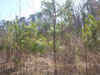- Young pine trees and leafless shrubs growing in a dense thicket. Slender trunks and green pine needles contrast with dry, brown grasses below. Sparse winter undergrowth fills the foreground with tangled branches. A wooded background is visible under bright daylight and clear sky.