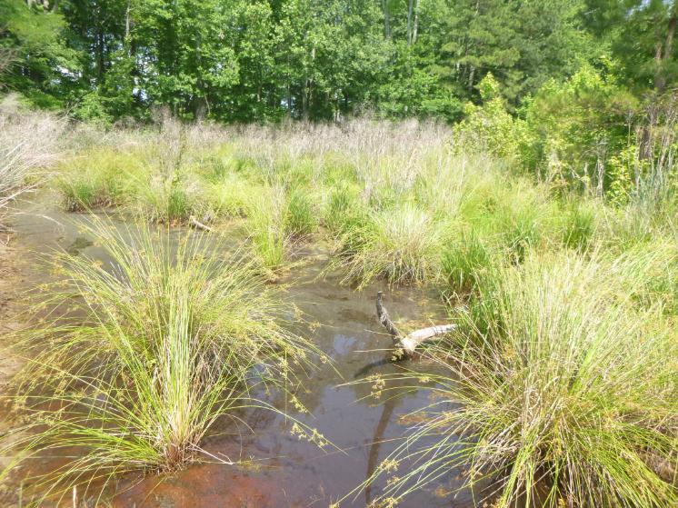 Wetlands