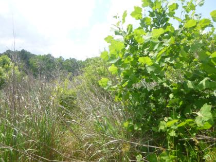 - Dense wetland vegetation with tall grasses and leafy green shrubs. Broad, sunlit leaves dominate the right side of the image. Dry, straw-colored grasses mix with fresh green growth in the foreground. A wooded tree line appears in the distance under a bright sky.