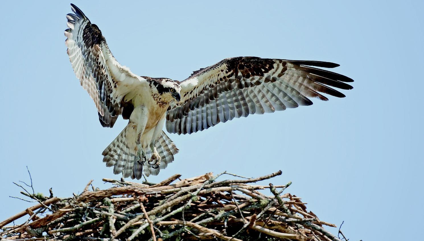 HSF Osprey