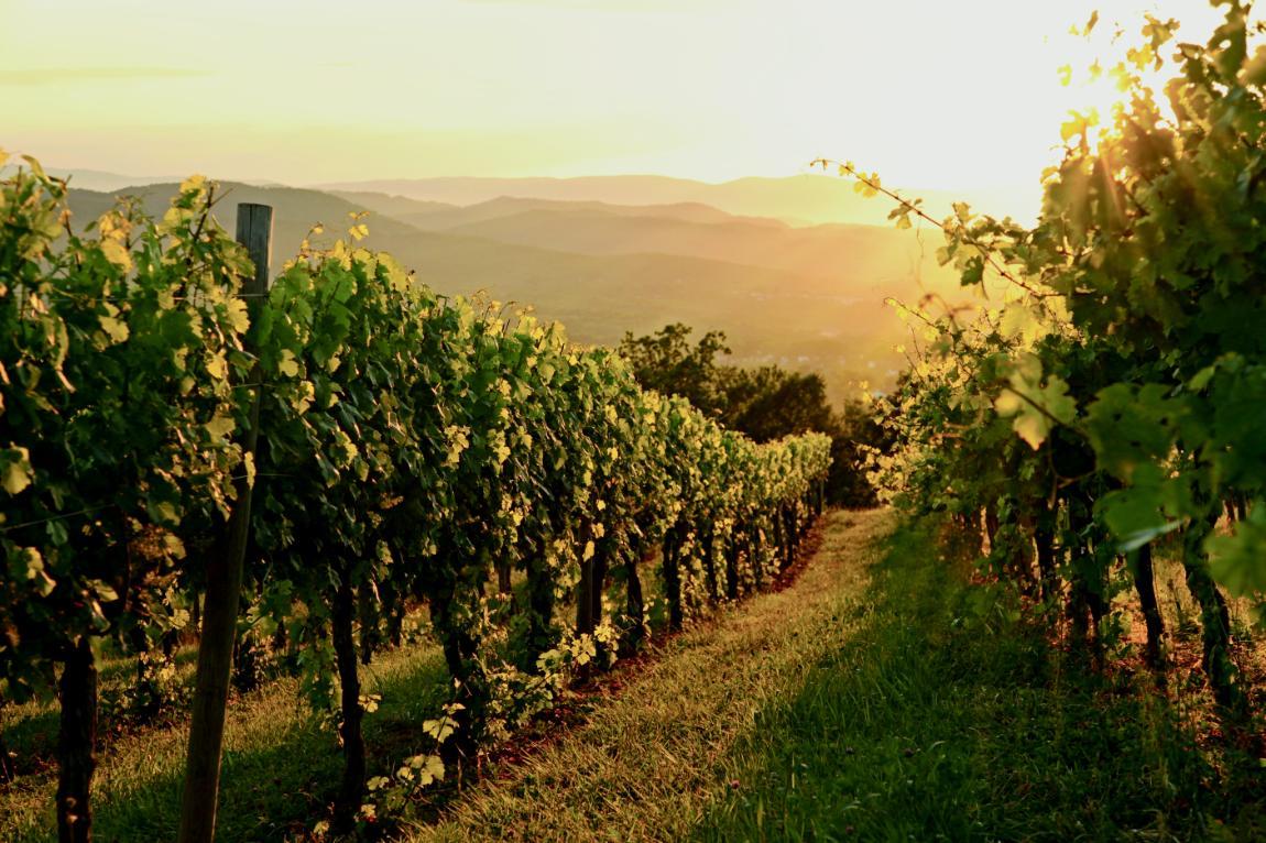 Carter Mountain Orchard is owned and operated by the Chiles family, which includes two Longwood alumnae. 