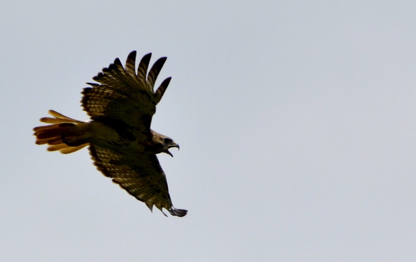 Hull Springs Farm provides perfect setting for Longwood student’s research on birds of prey