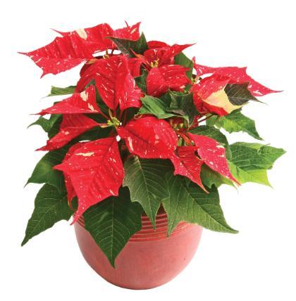 Poinsettia