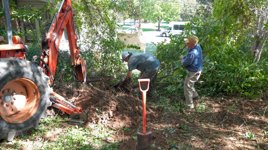 Director of Landscaping and Grounds Dave Love (right) and crew member Shaun Terry uproot a 10-foot-tall descendant of Farmville’s famed White House magnolia. The tree is one of several that grew naturally from seeds produced by the nearby tree, all of which have since been relocated to an off-campus site where Longwood’s landscaping team will oversee their growth.
